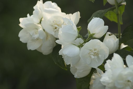 Free Jasmine Flowers photo and picture