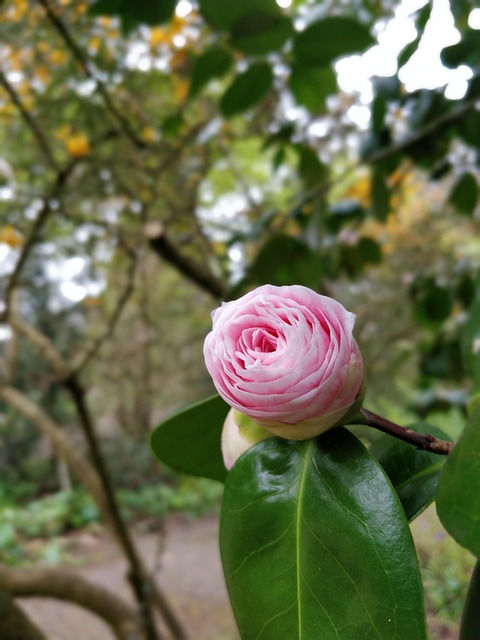 Free Flower Garden photo and picture