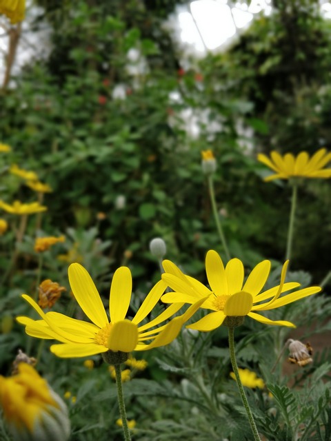 Free Flower Plant photo and picture