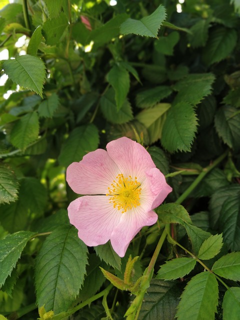 Free Flower Plant photo and picture