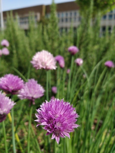 Free Flower Plant photo and picture