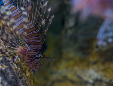 Fisch, Fauna, Natur, Tiere, Wasser