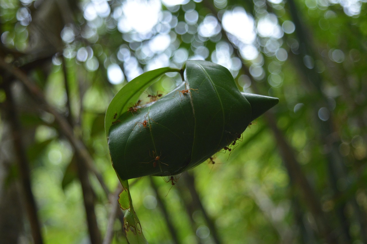 Ant Nest Red - free online jigsaw puzzle photo