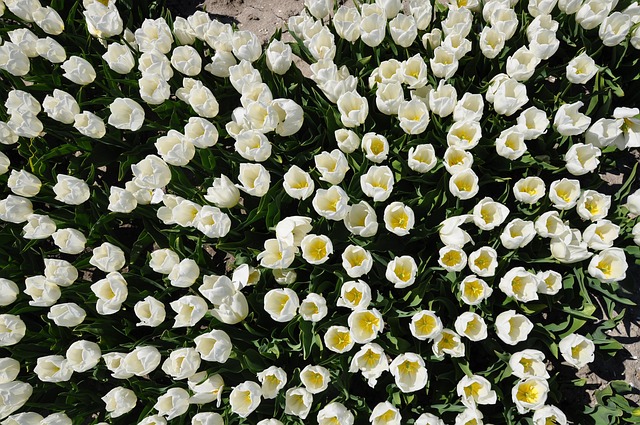 Holandsko, Krásné Květiny, Tulipány