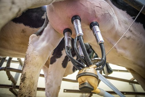 production bio, lait, vache, machine, traite lait