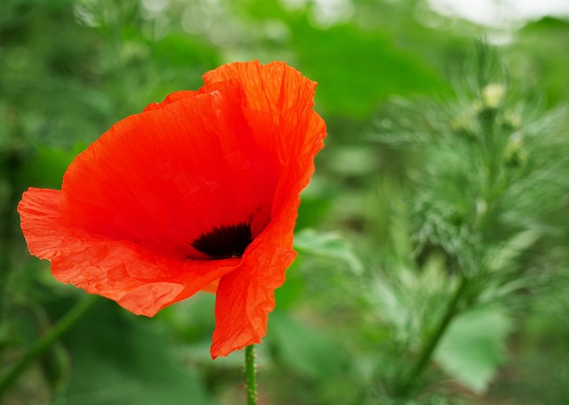 Free Poppy Cornflower photo and picture