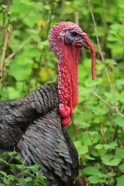 Free Turkey Red photo and picture