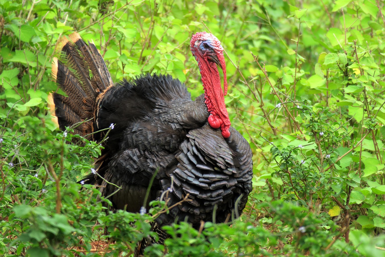 Turkey Bird Chicken Free photo on Pixabay Pixabay