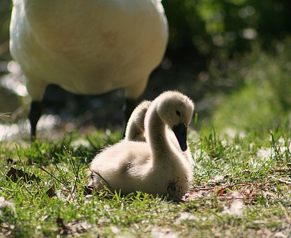 Filhote De Cisne Fotos Baixe Imagens Gratis Pixabay