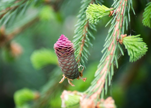 Free Cone Pink photo and picture
