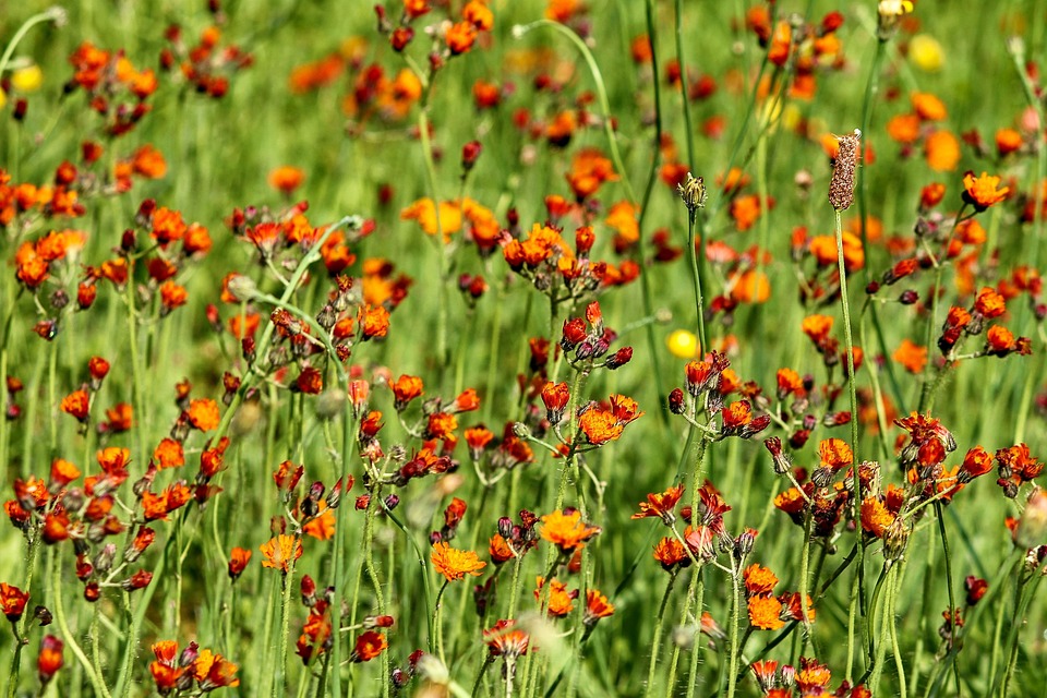 Hawkweed Prato Di Fiori Pilosella · Foto gratis su Pixabay Hawkweed Prato Di Fiori Pilosella · Foto gratis su Pixabay