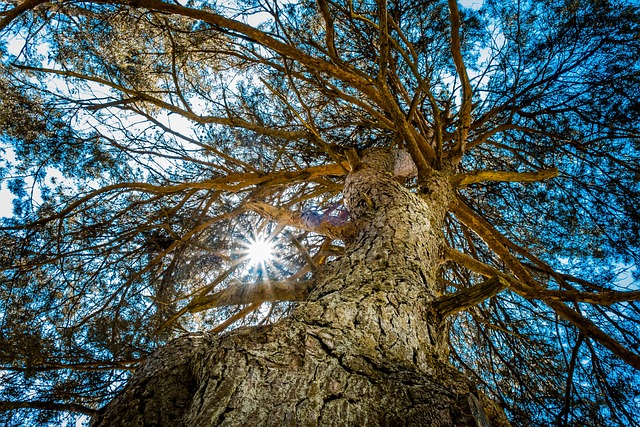 Free Tree Sun photo and picture