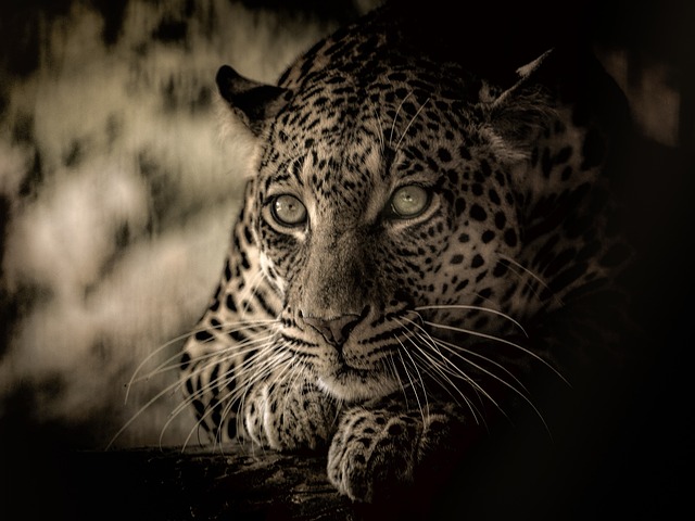 Free Leopard Africa photo and picture