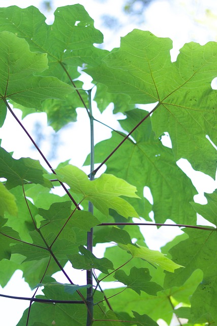 Free Looking Up Leaves photo and picture