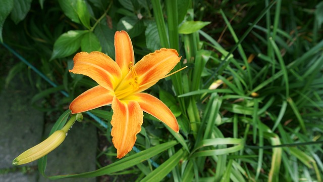 Free Hex Flowers photo and picture