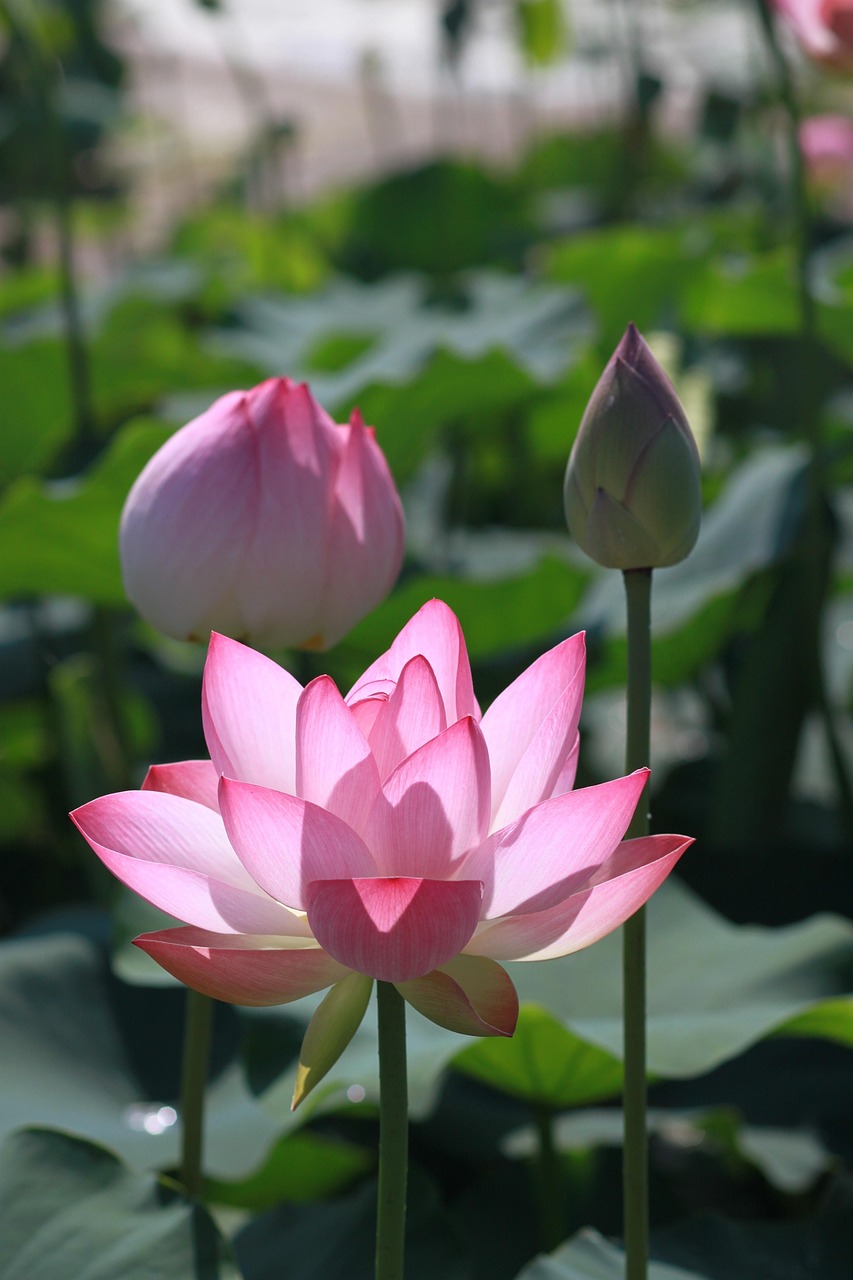 연 연꽃 로터스 - Pixabay의 무료 사진 - Pixabay