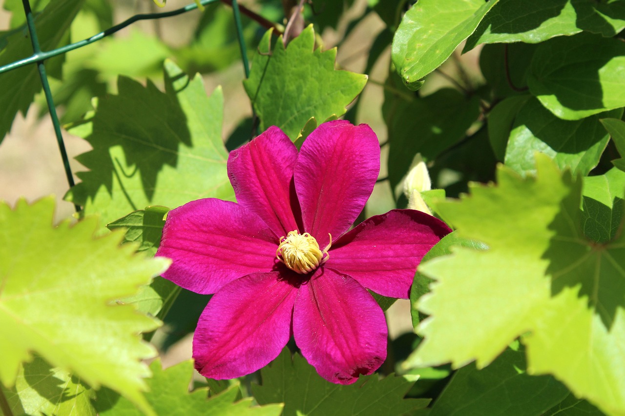 clematis-3458007_1280.jpg