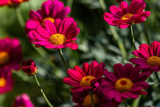 Margarite, Blume, Blumentapete, Rot