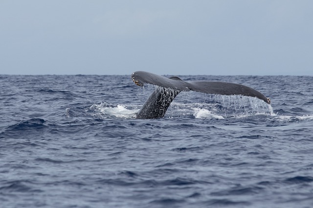 Free Whales Maui photo and picture