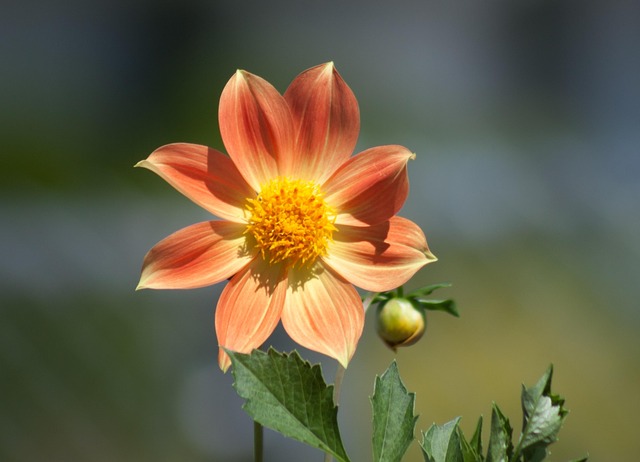 Free Flower Nature photo and picture