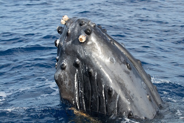 Free Humpback Whale photo and picture