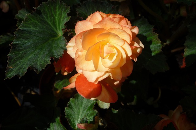 Free Flower Ornamental Plant photo and picture