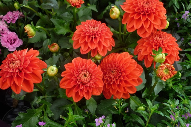 Free Dahlia Flower photo and picture
