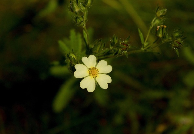 Free Flower Nature photo and picture