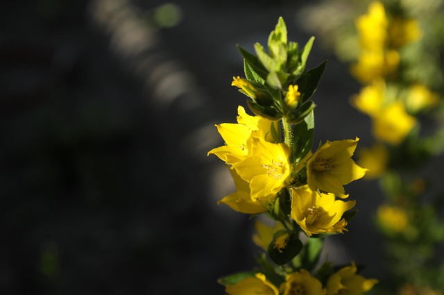 Free Flower Garden photo and picture