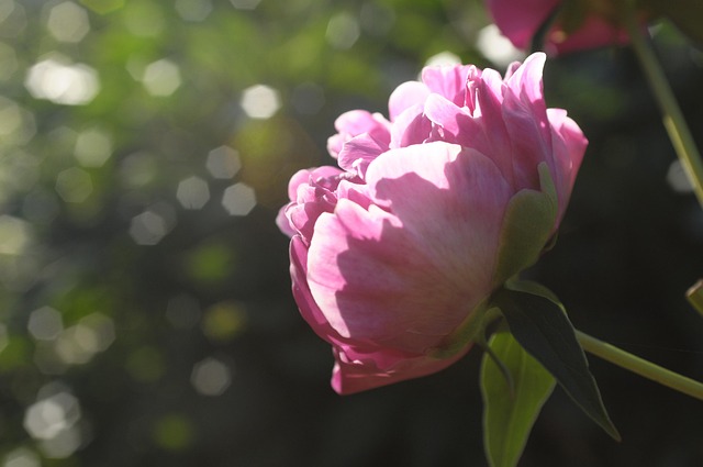 Free Peony Roses photo and picture