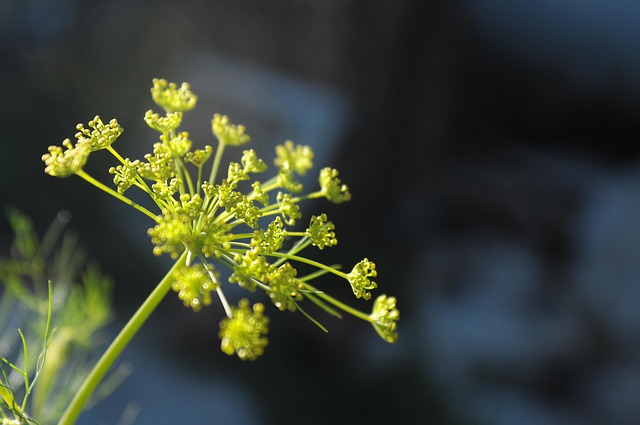 Free Flower Beautiful Flowers photo and picture
