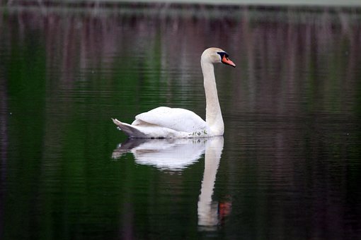 Free Swan Bird photo and picture