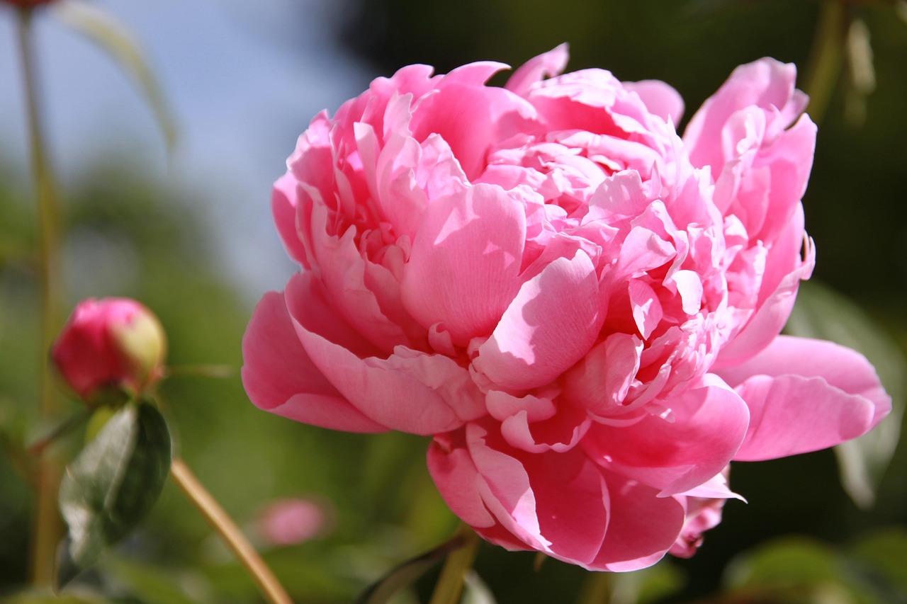 Rose De Noël Fleur Photo gratuite sur Pixabay Pixabay — free download