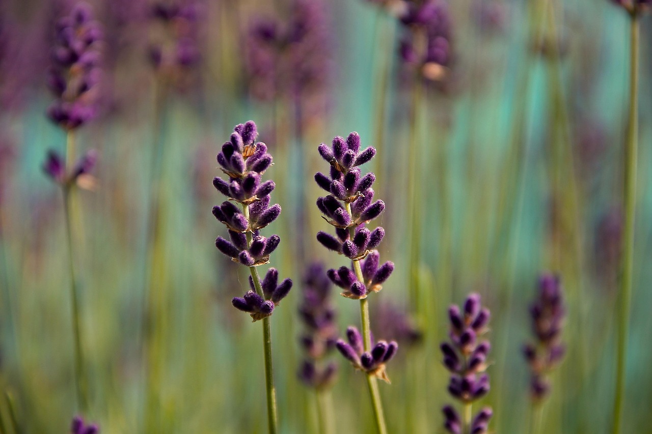 Lavenders - free online jigsaw puzzle photo