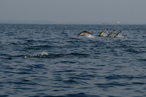 Delfiner, Jumping, Hav, Delfin, Vand