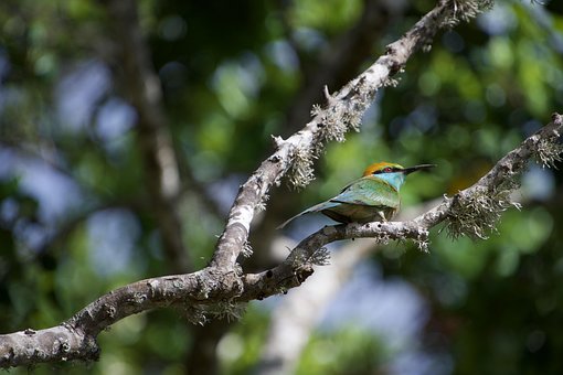 Bee-Eater, Fugl, Farverige, Natur