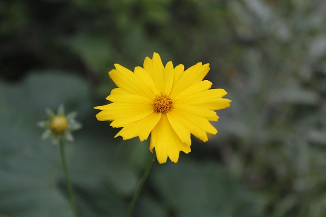 Blume, Pflanze, Natur, Gelbe Blume