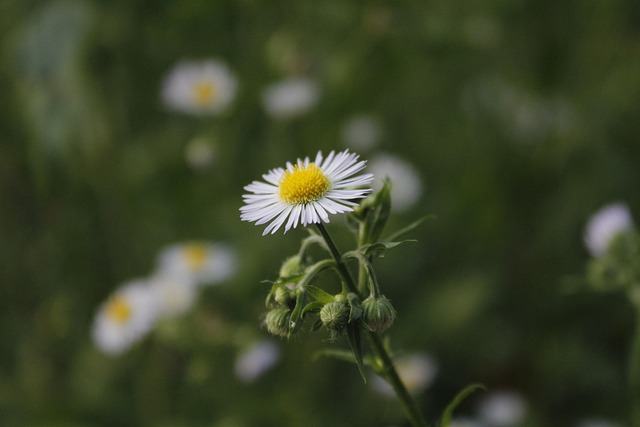 Blume, Schöne Blumen, Schöne Tapete