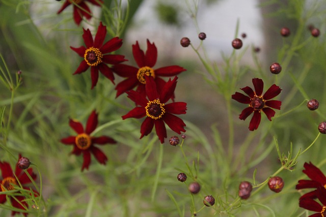 Rote Blume, Blume, Herbst, Natur