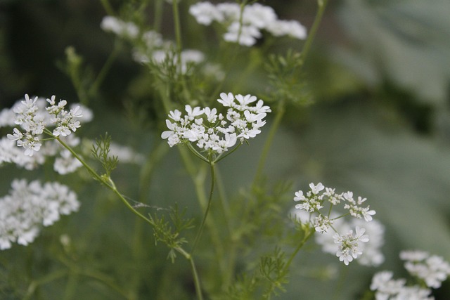 Weiße Blume, White, Pflanze, Blume