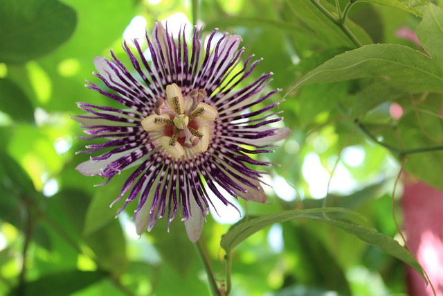 Short Flor Verde