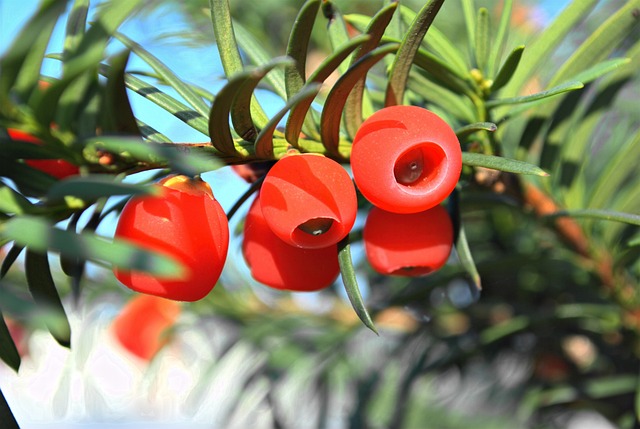 Free Berry Plant photo and picture