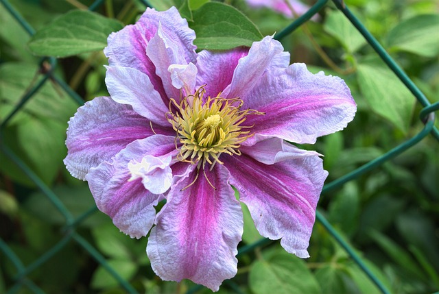 Free Klematis Flower photo and picture
