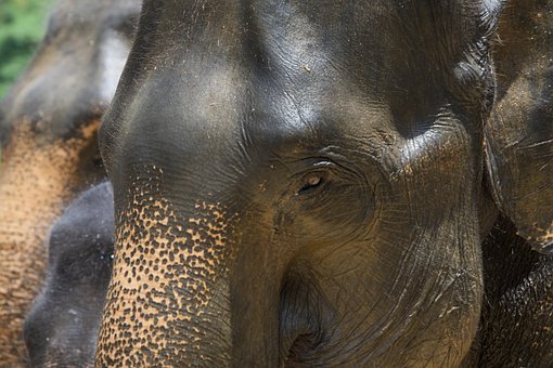Elefant, Asien, Elefanter, Natur, Dyr