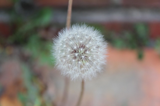 Löwenzahn, Spore, Licht, Natur, Blume