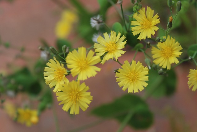 Gelbe Blume, Blume, Frühling, Pflanze