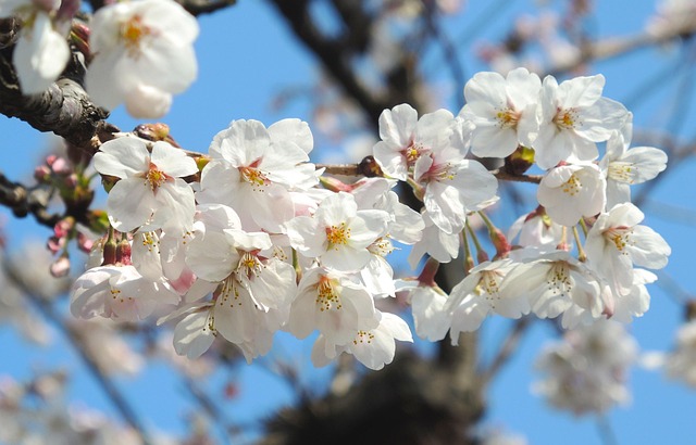 Free Flower Spring photo and picture