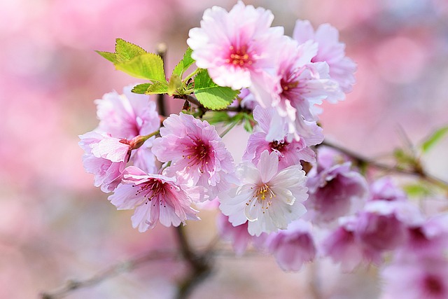 Free Apple Blossom Spring photo and picture