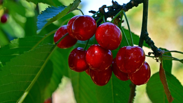 Free Cherries Fruit photo and picture