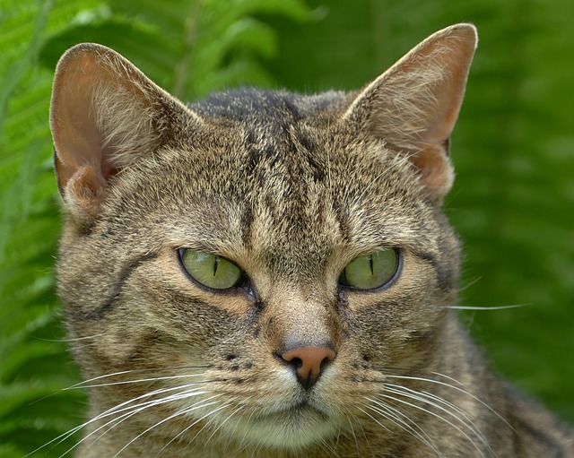 Cat Domestic Facial Free photo on Pixabay Pixabay